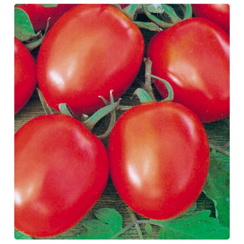 Купить томаты толстой. Семена томат Бенито f1. Томат толстой f1. Семена томат толстой f1 Bejo. Томат толстой Bejo.